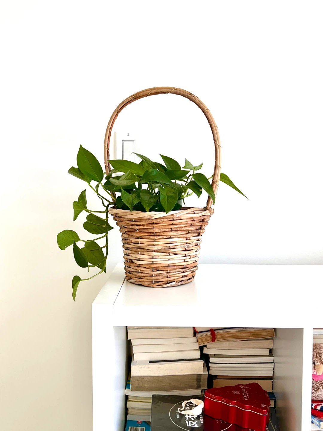 Pothos plant in a wicker basket