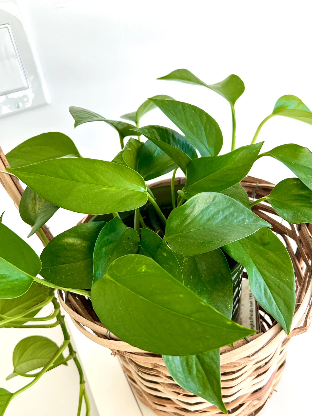 Pothos plant in a wicker basket - photo 4
