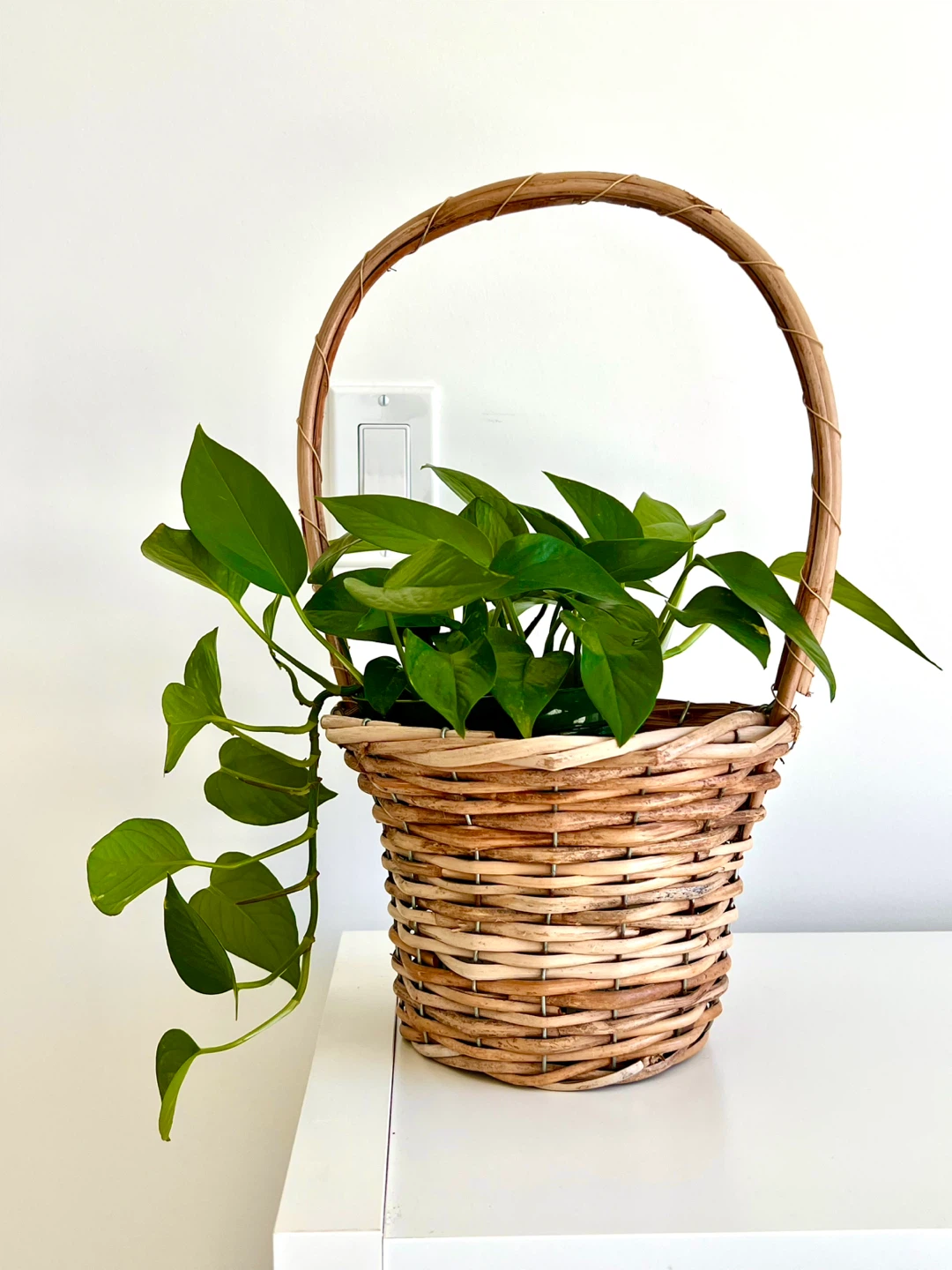 Pothos plant in a wicker basket - photo 2