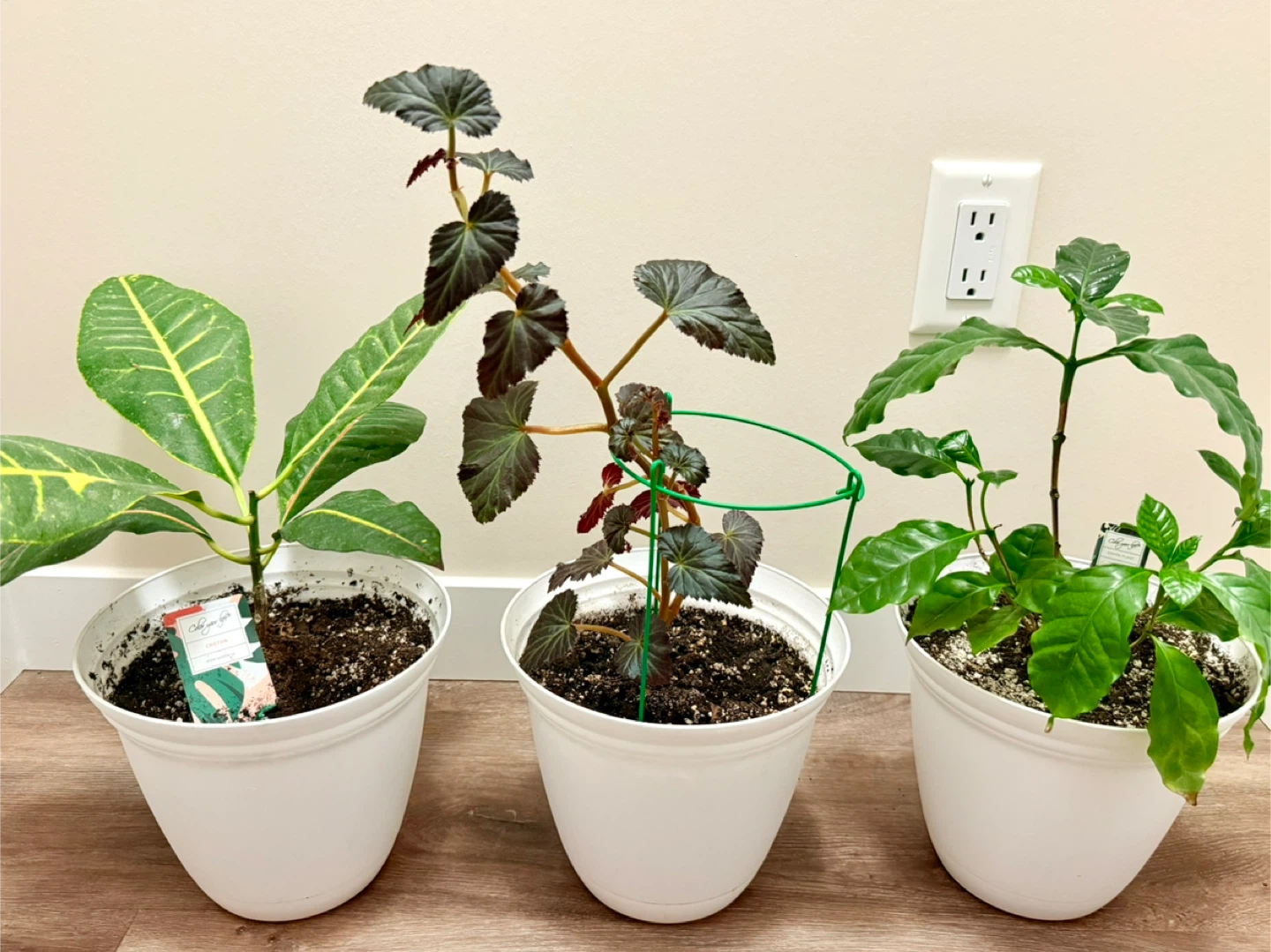 Tropical Plants in White Plant Pots