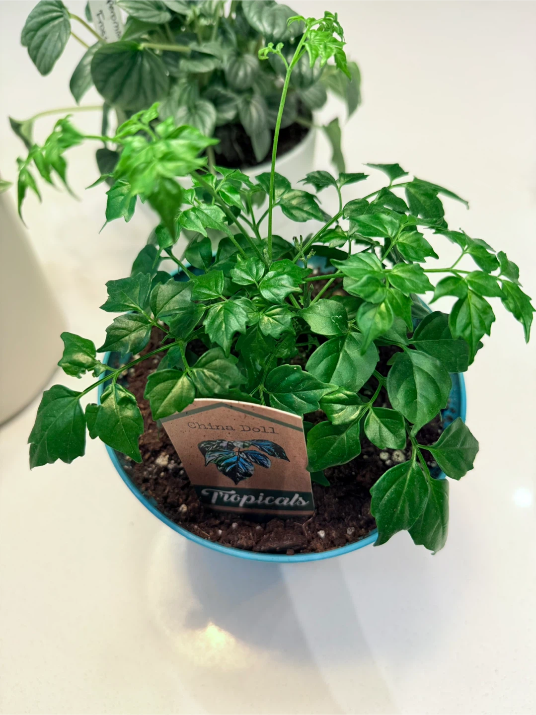 Healthy Assorted Potted Tropical Plants - photo 4