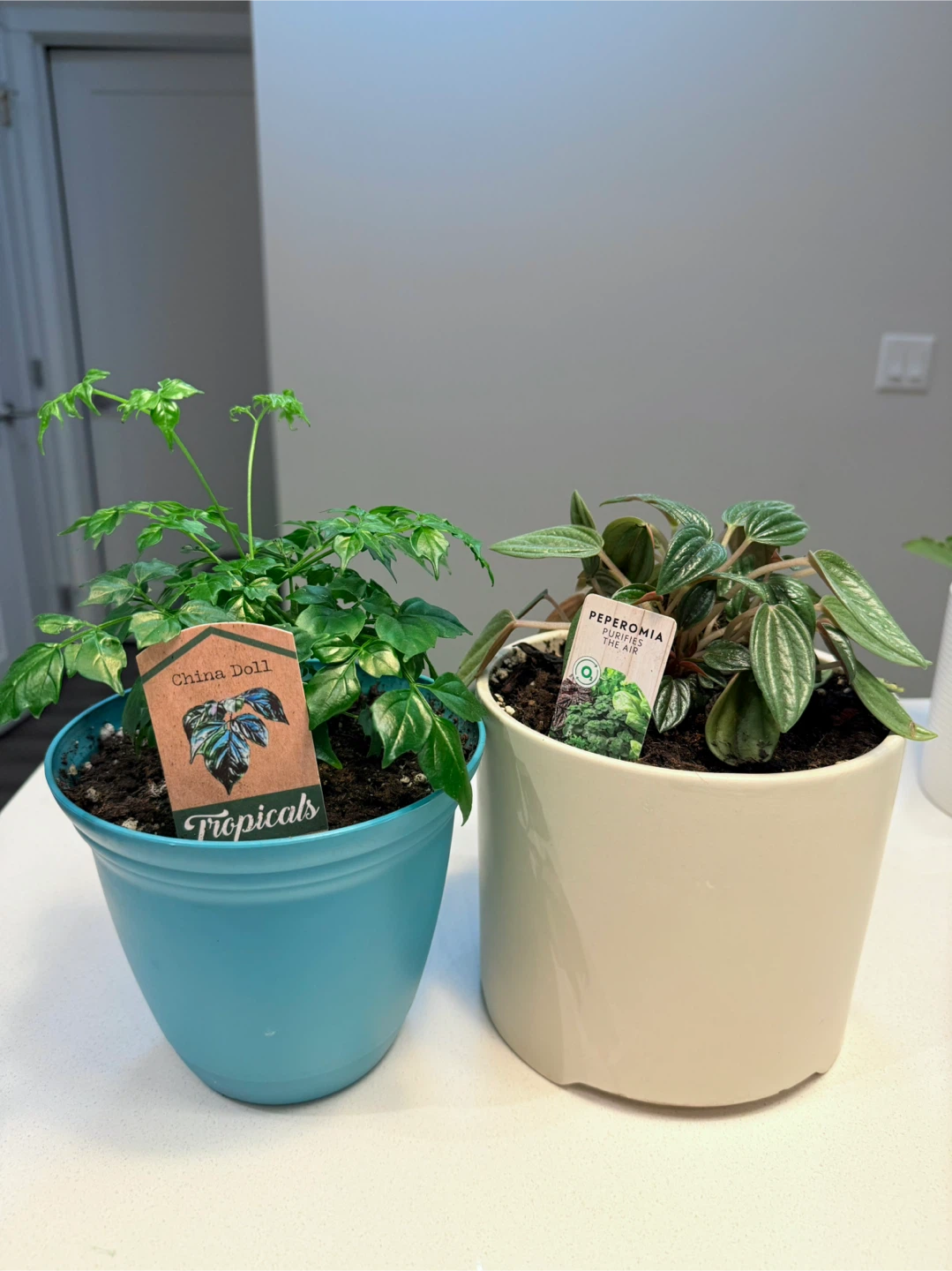 Healthy Assorted Potted Tropical Plants - photo 3