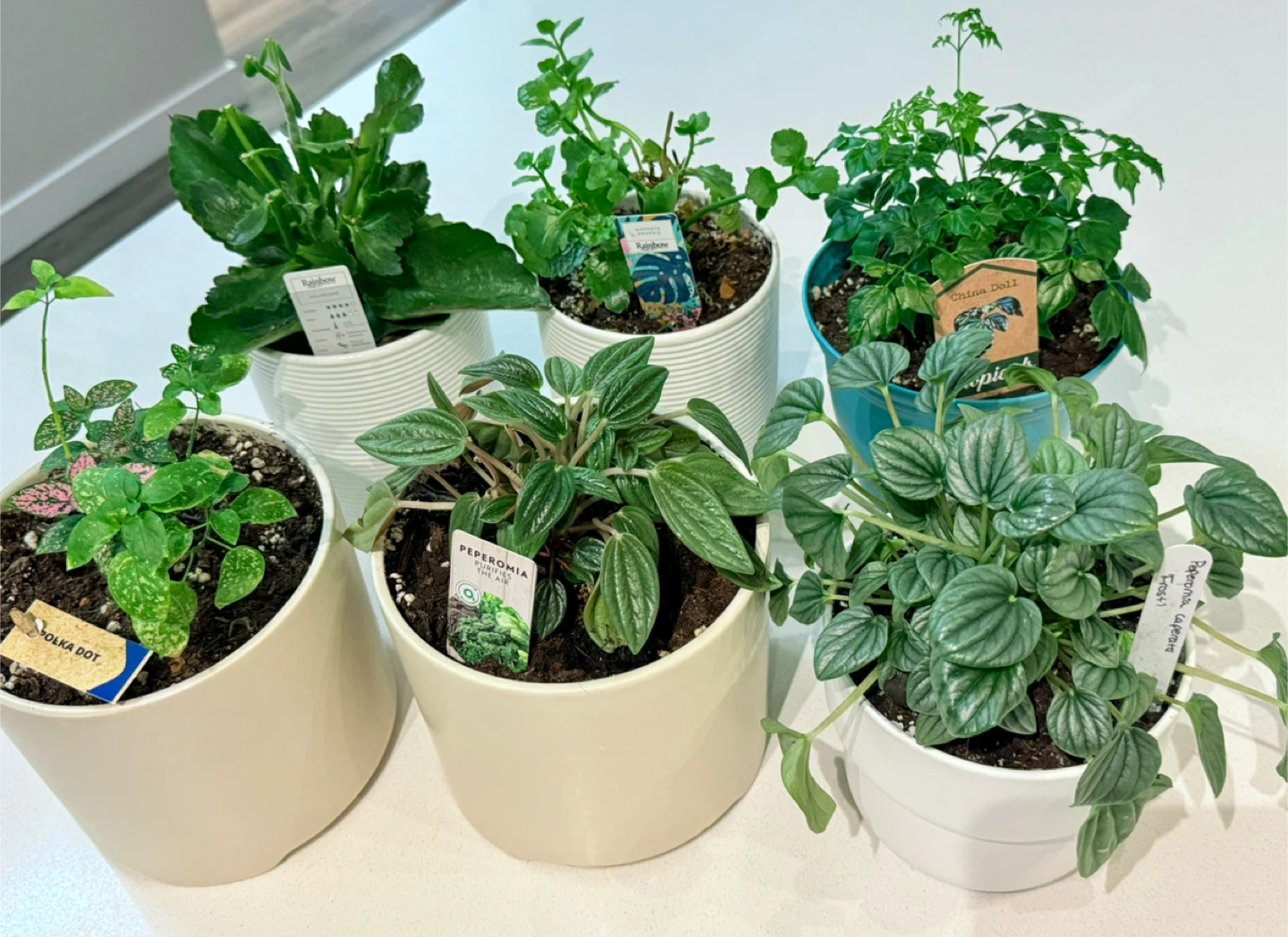 Healthy Assorted Potted Tropical Plants