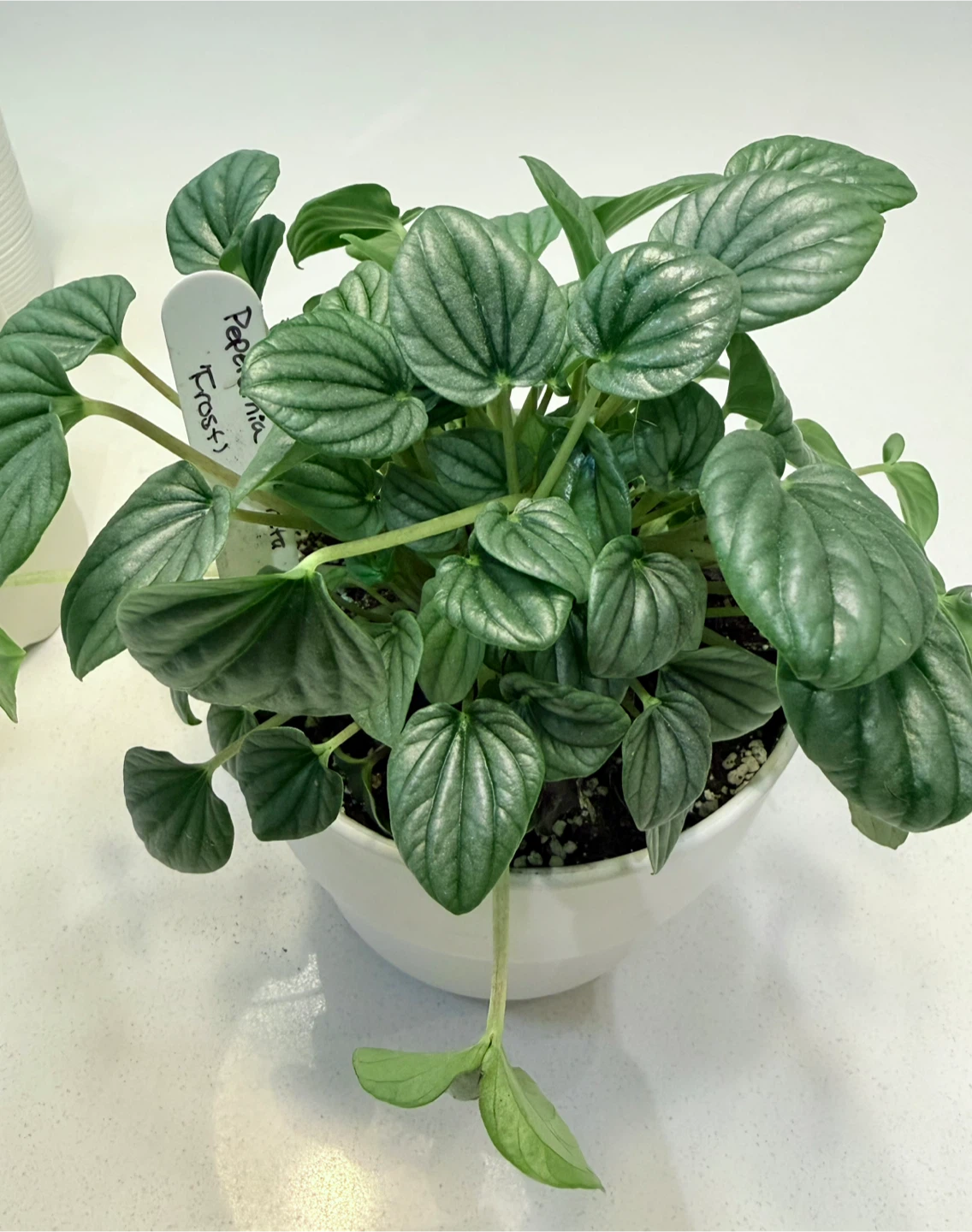 Healthy Assorted Potted Tropical Plants - photo 2
