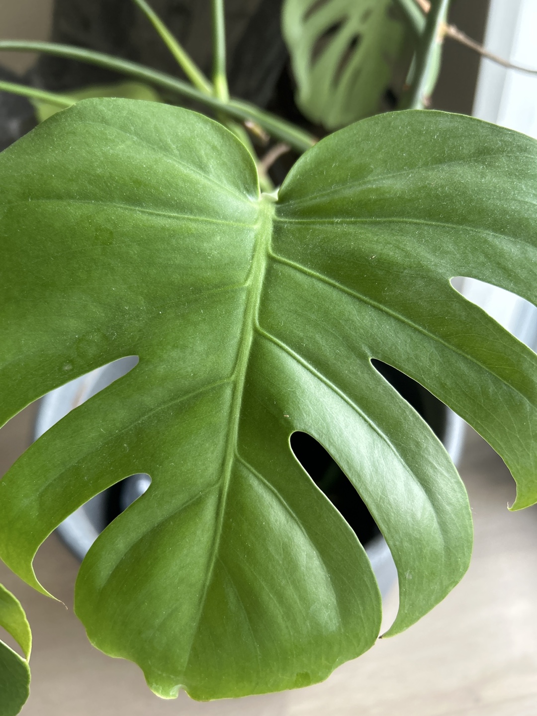 Monstera Deliciosa Plant in Pot ,52 inches