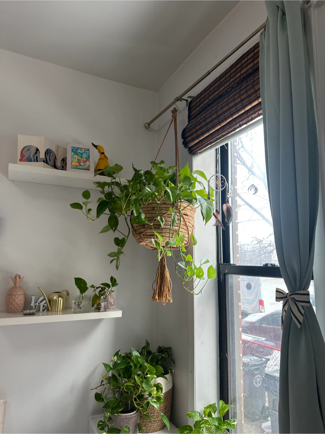 Pothos Plant Bundle