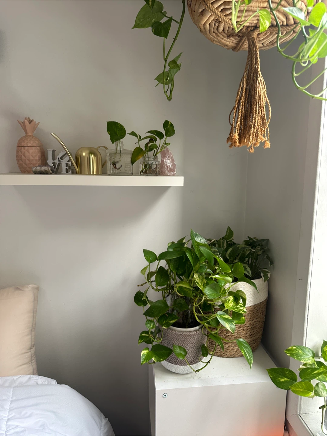 Pothos Plant Bundle - photo 3
