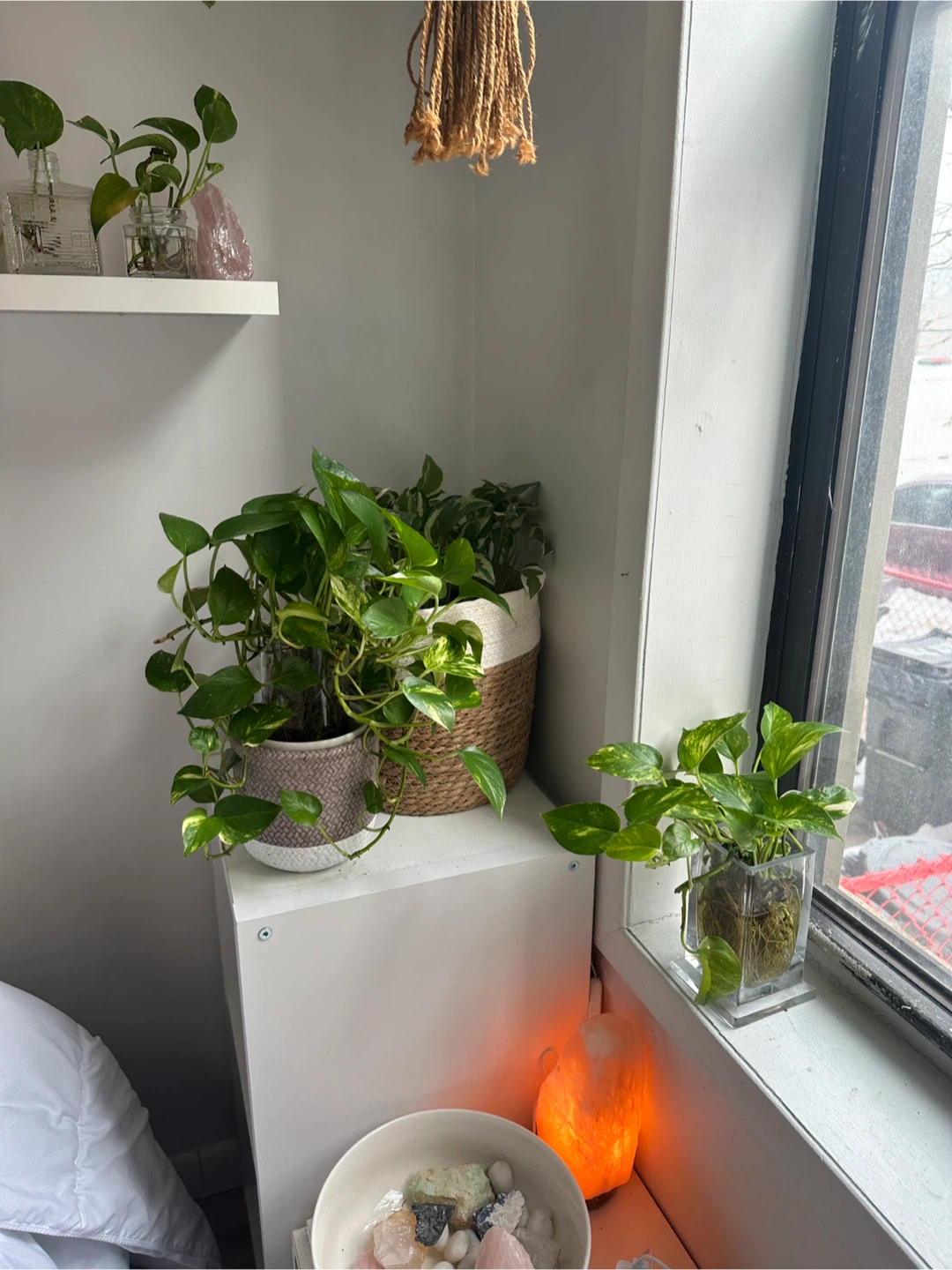Pothos Plant Bundle - photo 2