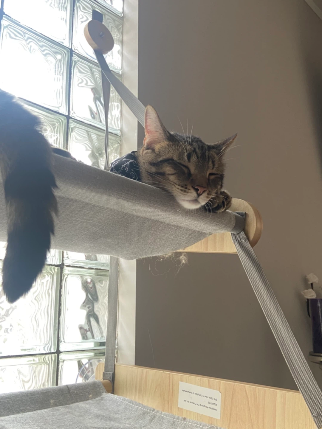 Wooden Cat Hammock with Suction Cups - photo 4