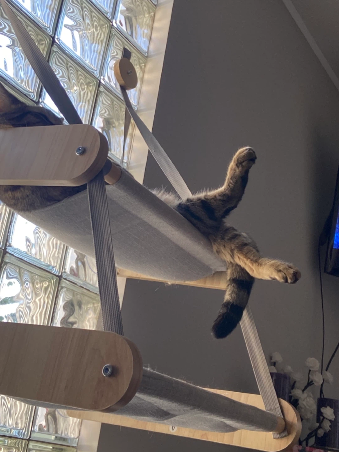 Wooden Cat Hammock with Suction Cups - photo 5
