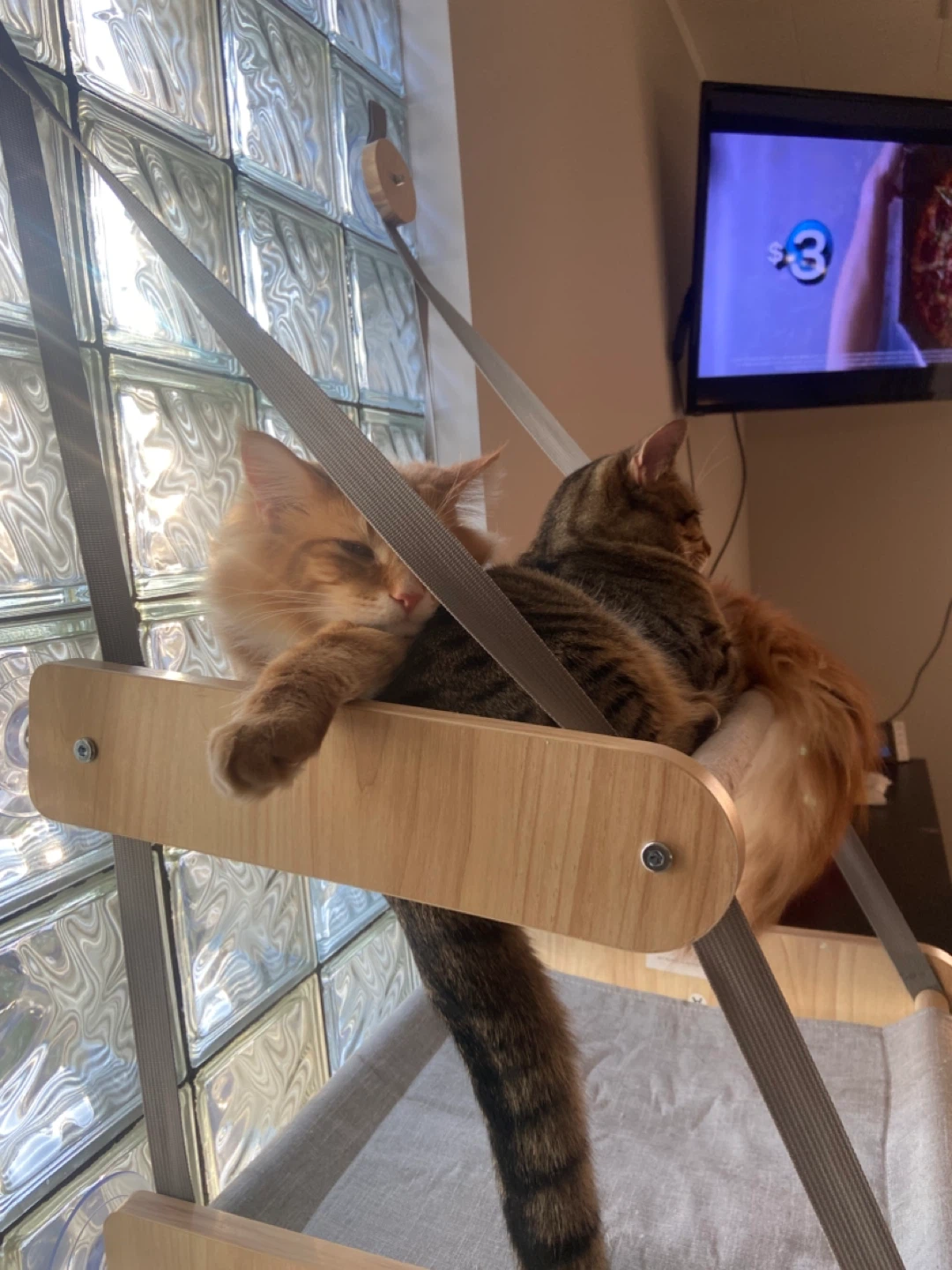 Wooden Cat Hammock with Suction Cups - photo 3