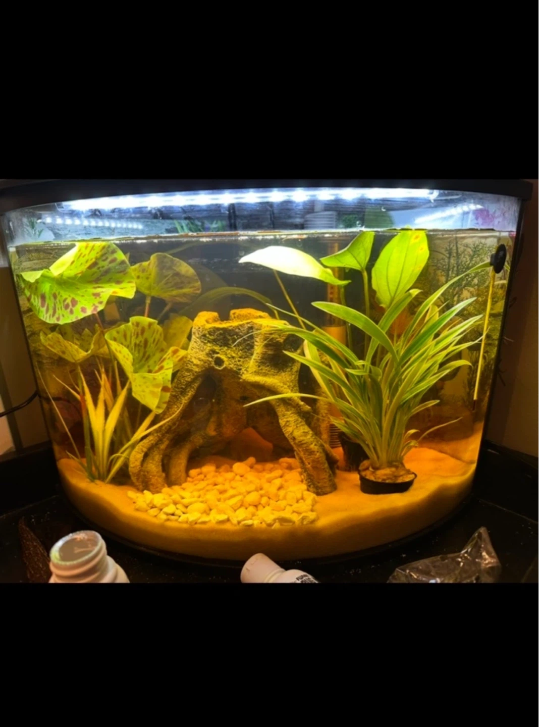 6 gallon corner tank tank only