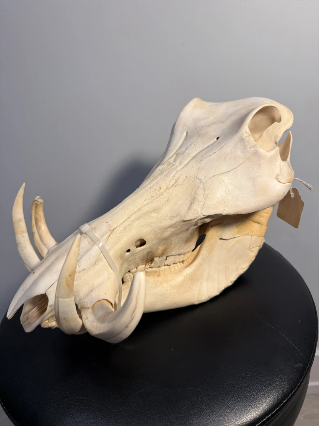 Warthog Skull - Phacochoerus africanus - photo 2