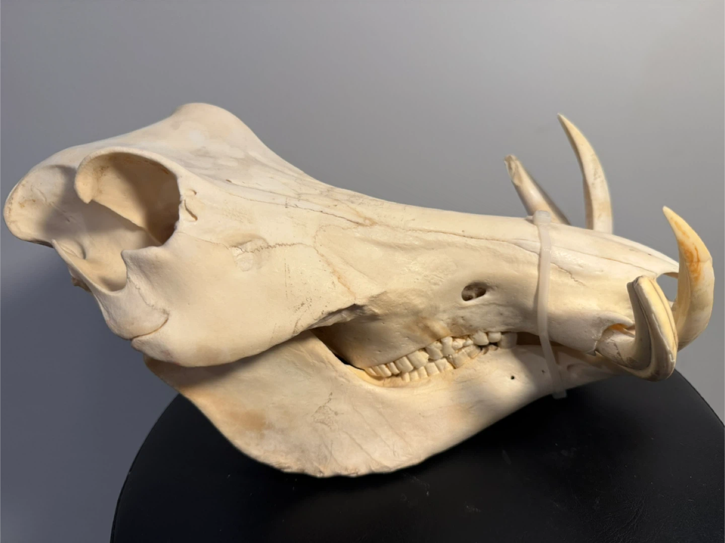 Warthog Skull - Phacochoerus africanus - photo 5