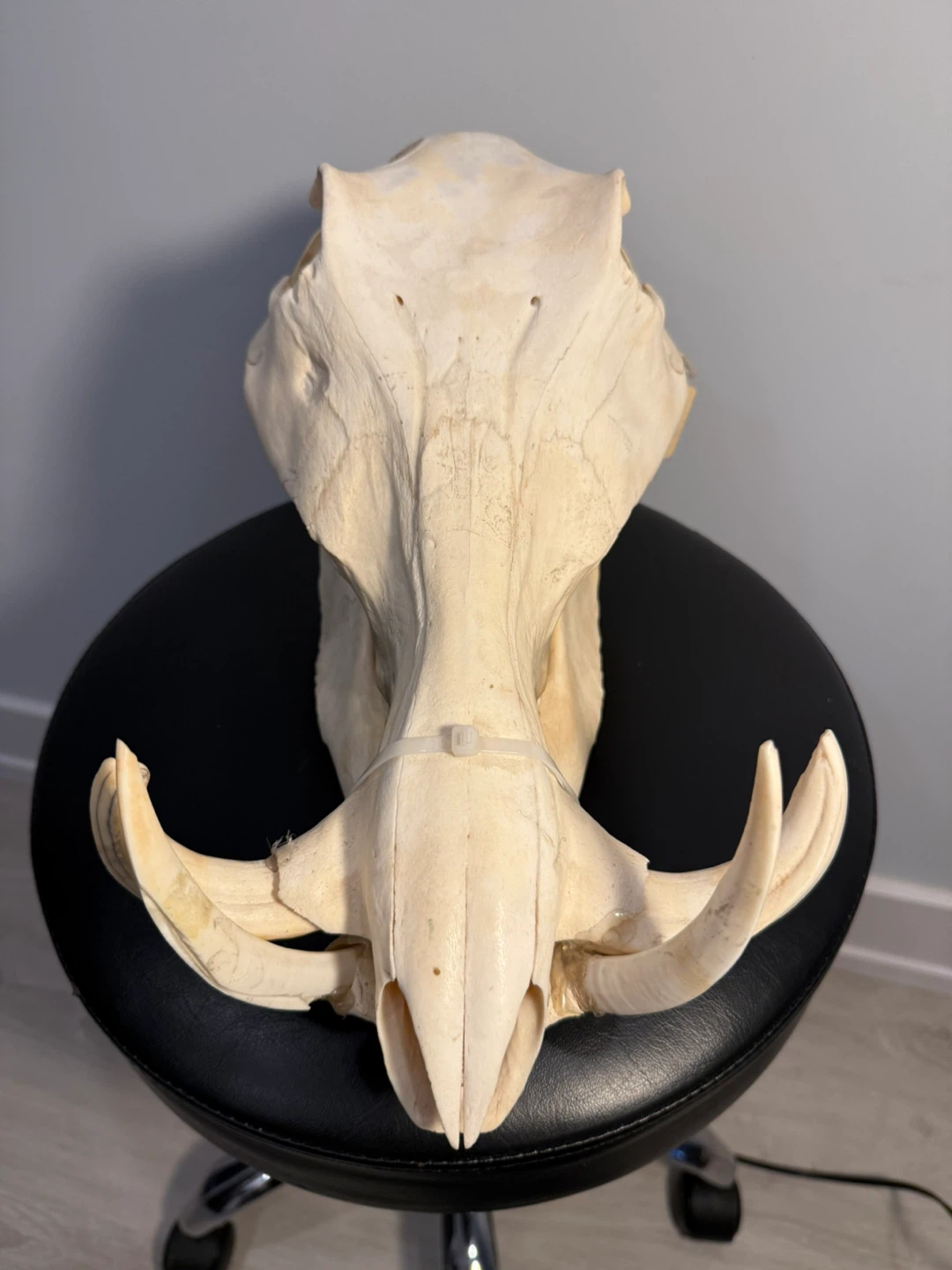 Warthog Skull - Phacochoerus africanus - photo 4
