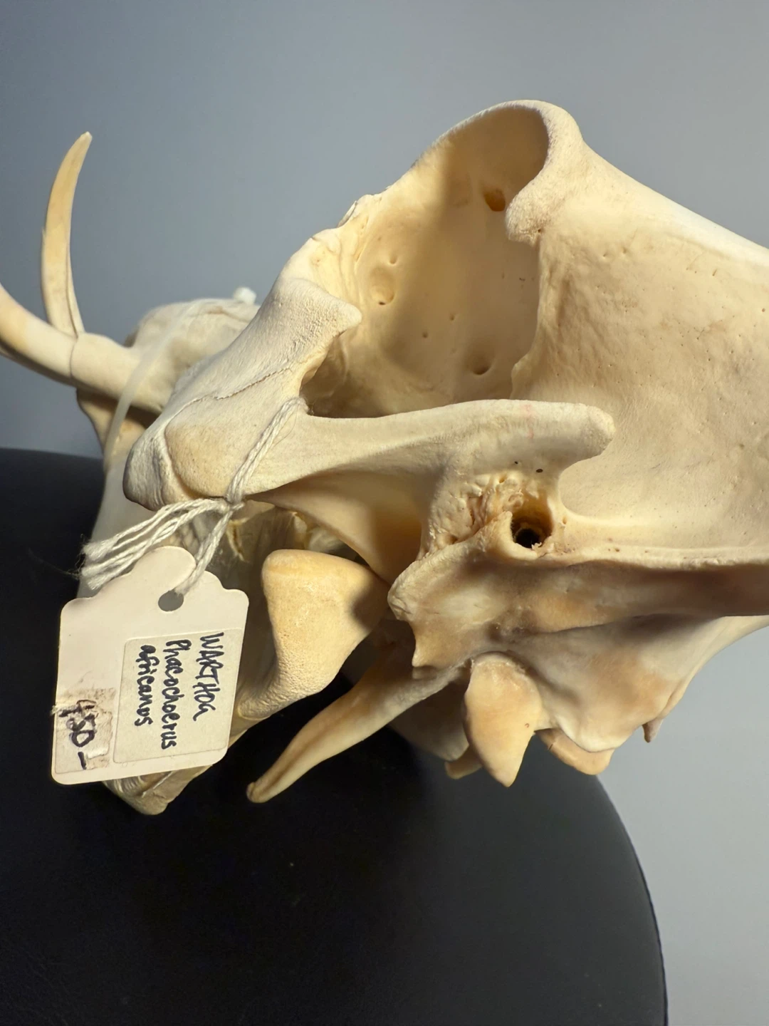 Warthog Skull - Phacochoerus africanus - photo 3