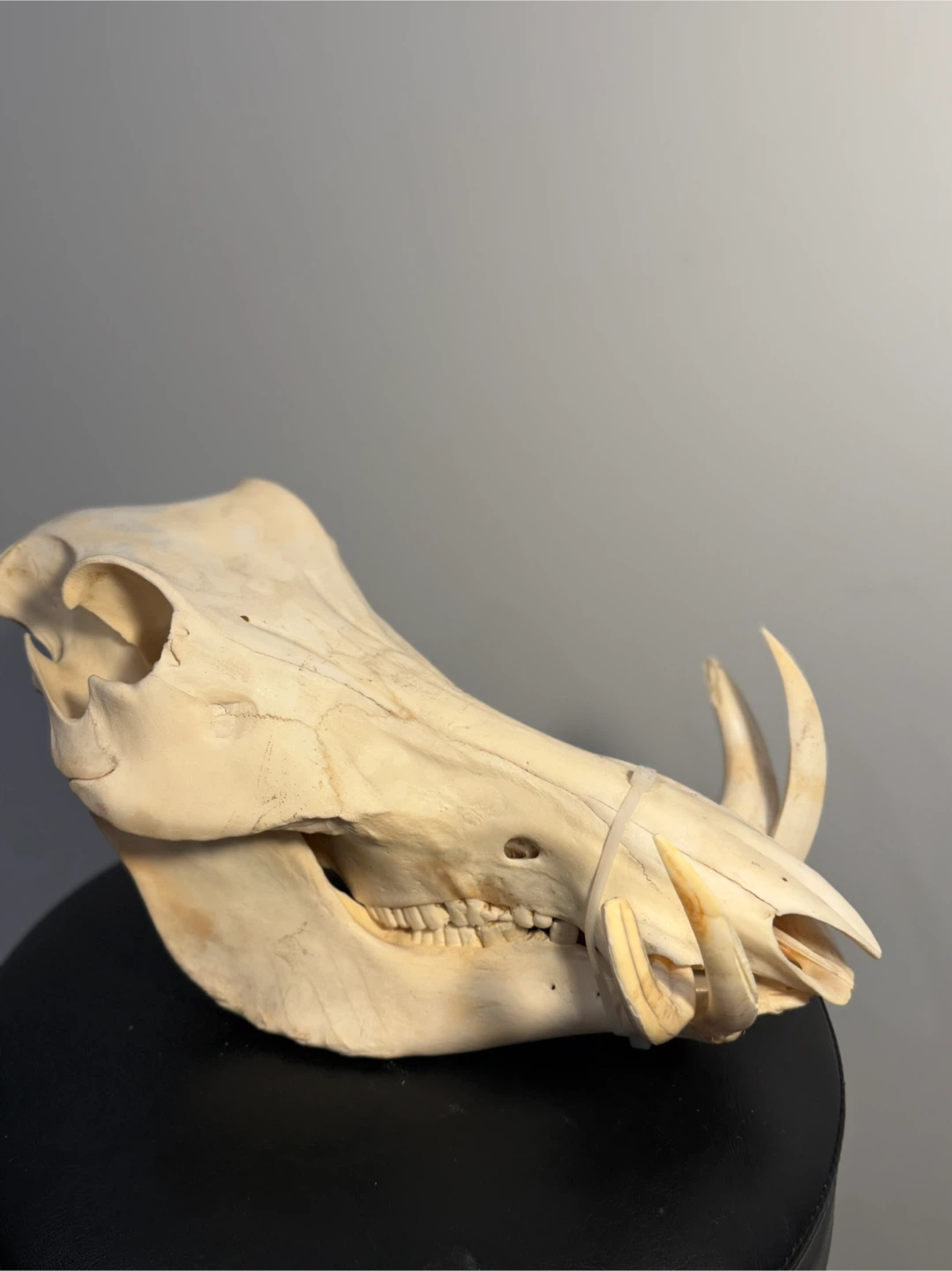 Warthog Skull - Phacochoerus africanus