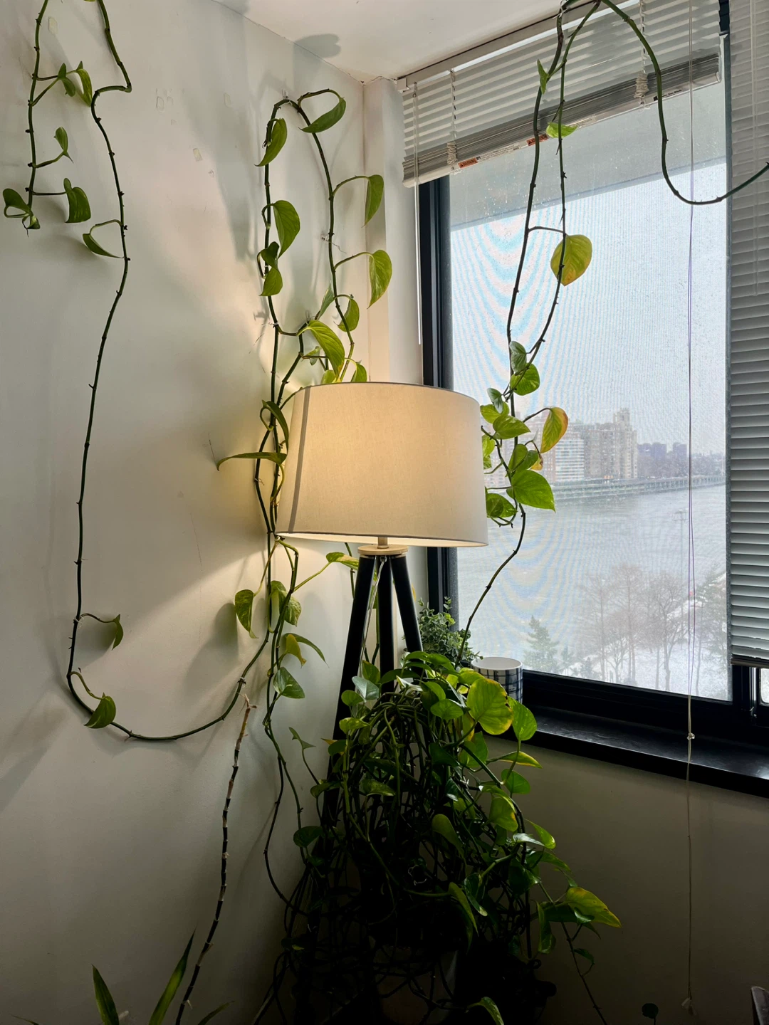 Beautiful, thriving pothos plant with pot - photo 5