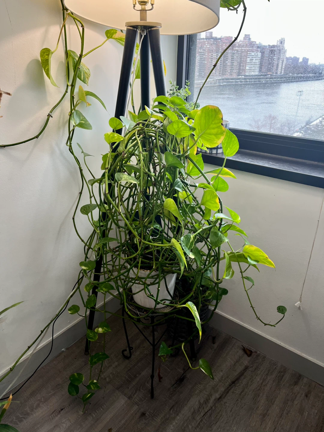 Beautiful, thriving pothos plant with pot - photo 2