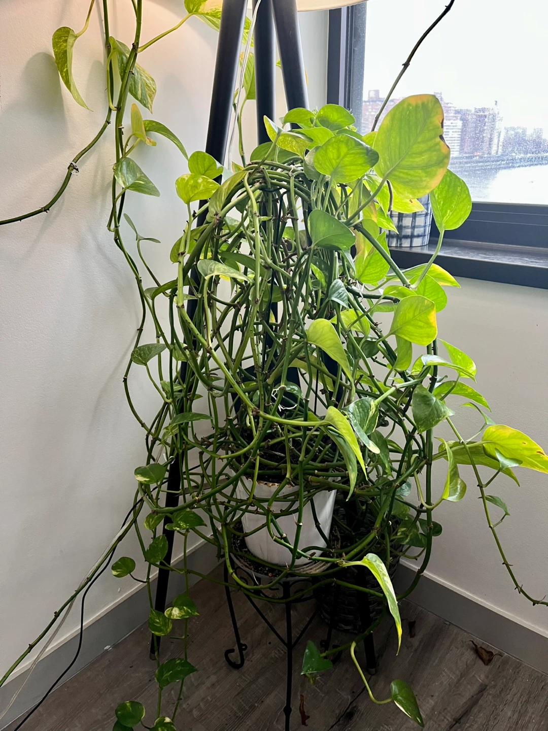Beautiful, thriving pothos plant with pot - photo 3