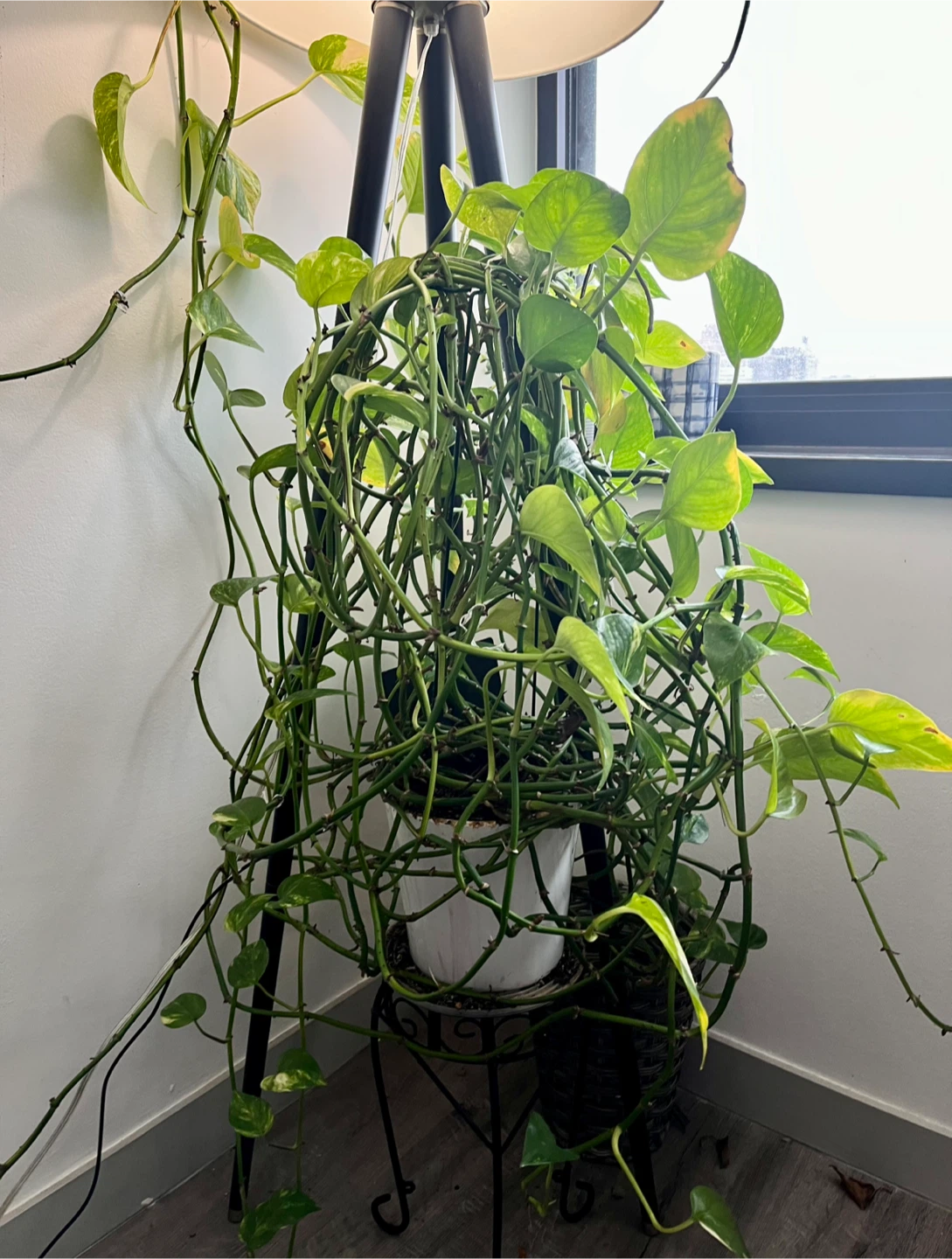 Beautiful, thriving pothos plant with pot