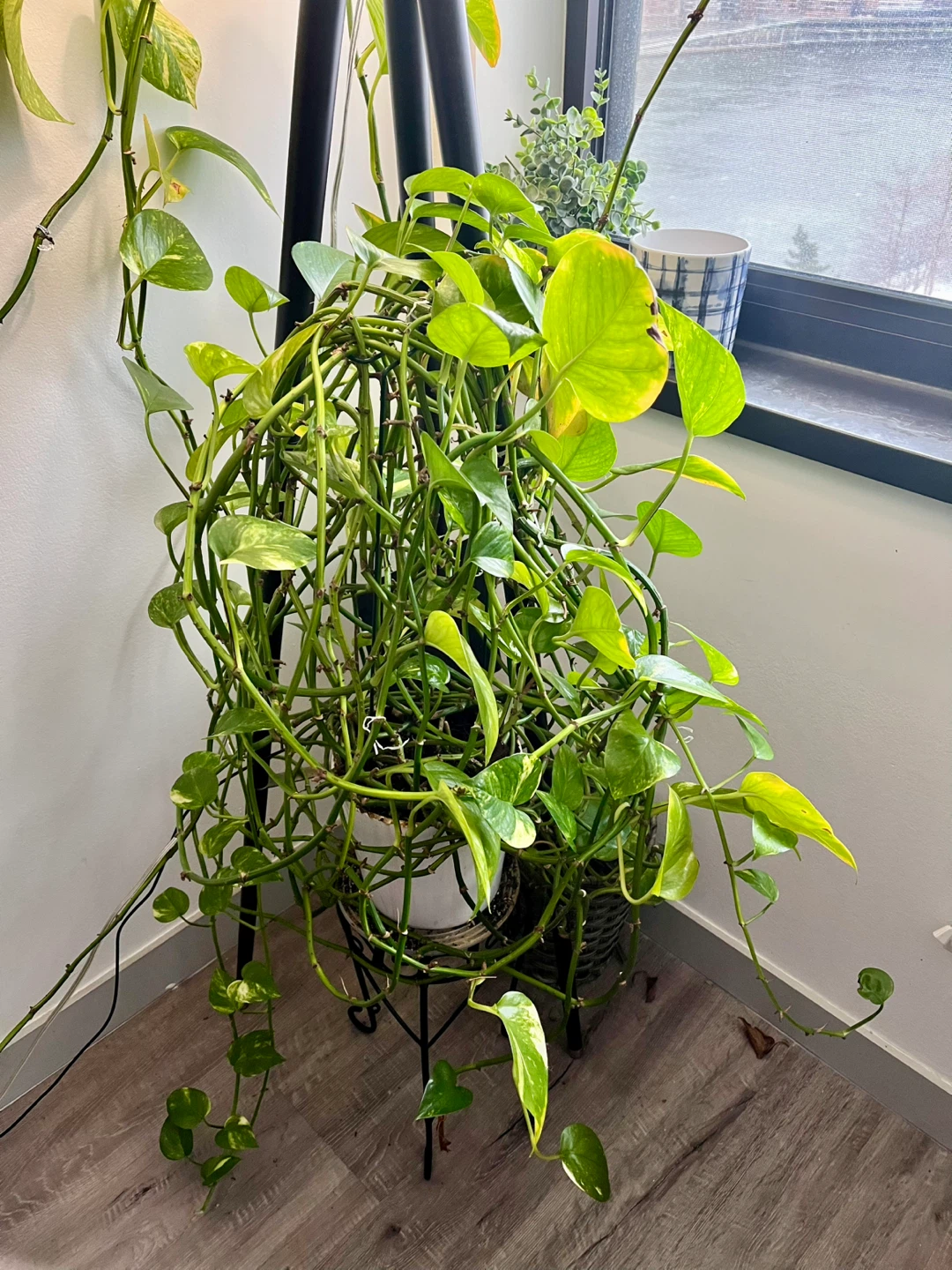 Beautiful, thriving pothos plant with pot - photo 4