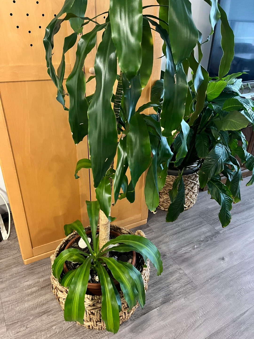 Beautiful, super healthy dracaena plant!  without the  basket - photo 2