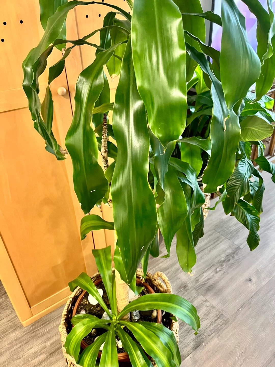 Beautiful, super healthy dracaena plant!  without the  basket - photo 3