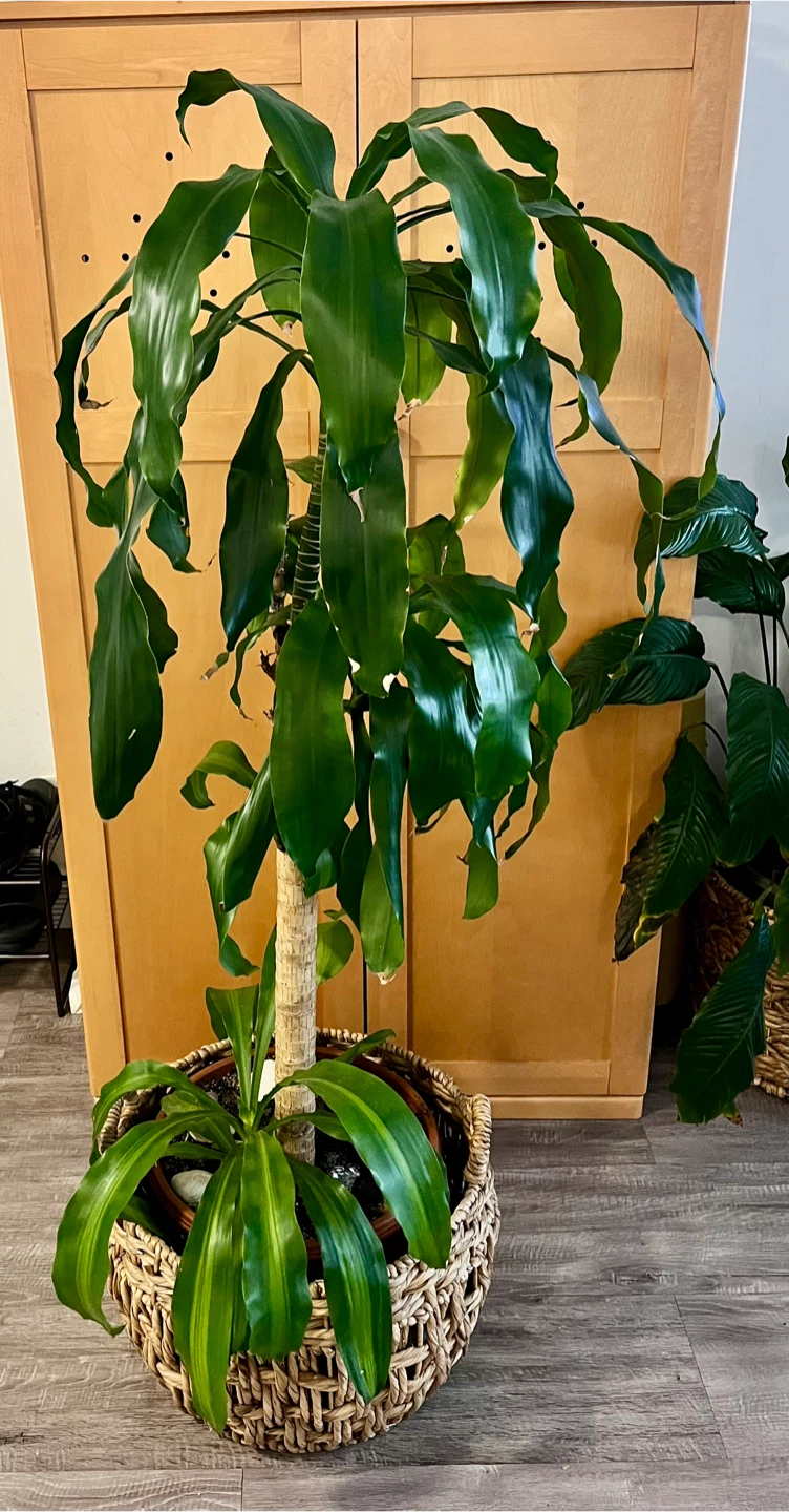 Beautiful, super healthy dracaena plant!  without the  basket - photo 5