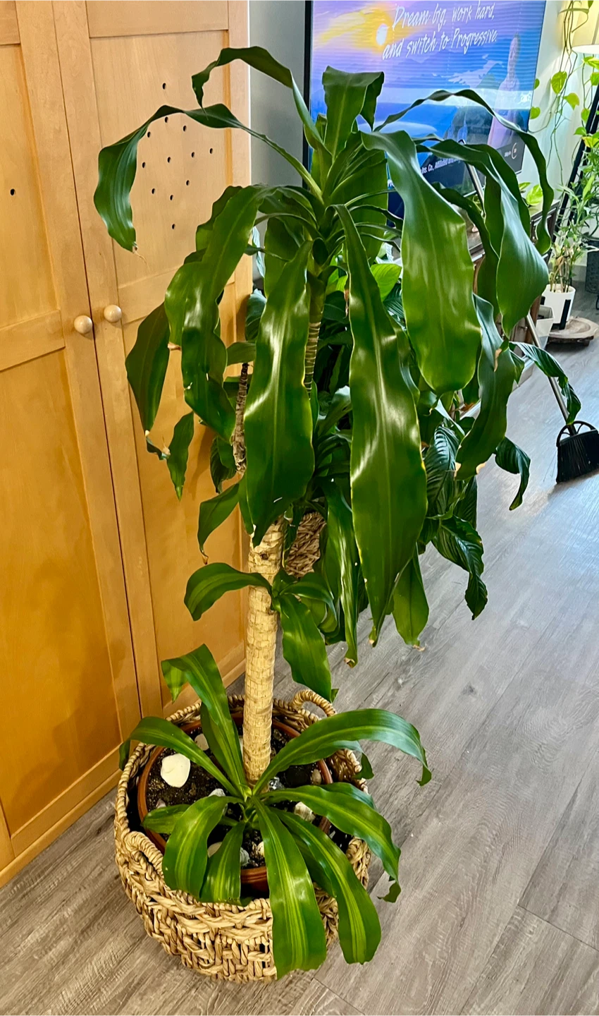 Beautiful, super healthy dracaena plant!  without the  basket - photo 4