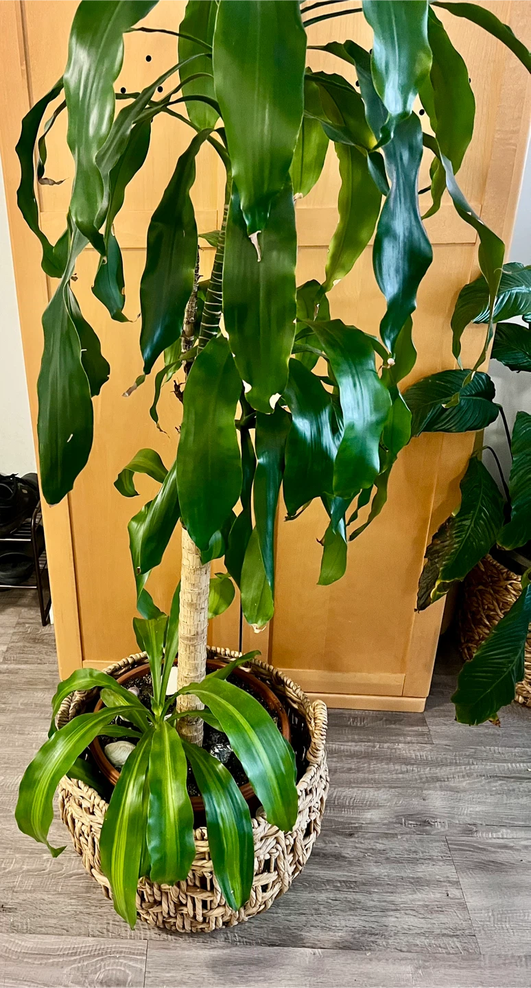 Beautiful, super healthy dracaena plant!  without the  basket