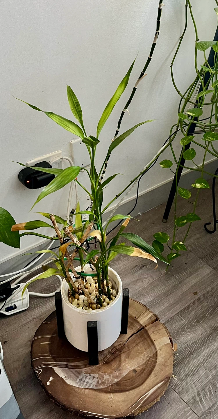 8 years old Lucky Bamboo Plant in White Pot - photo 2