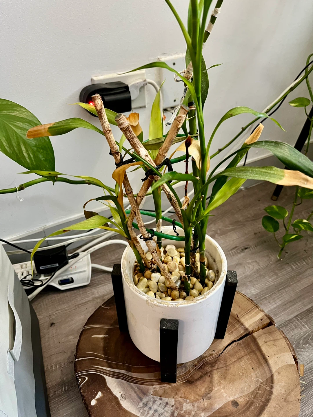 8 years old Lucky Bamboo Plant in White Pot - photo 3