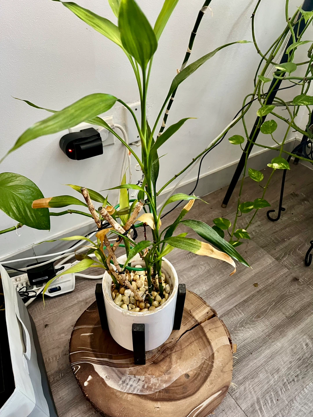 8 years old Lucky Bamboo Plant in White Pot