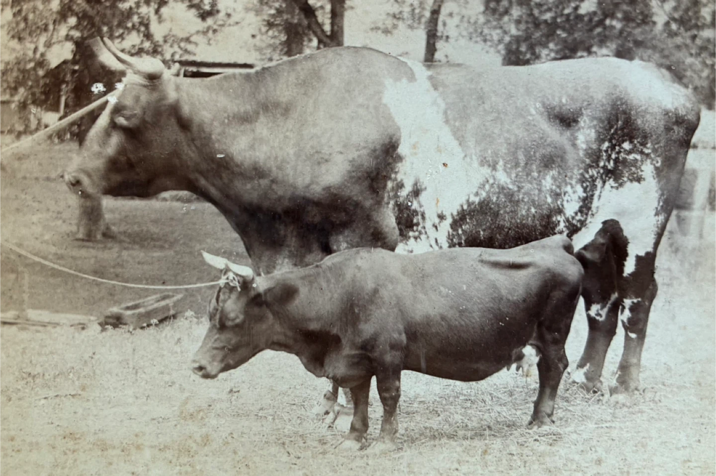 1800s antique photograph Dexter miniature cow farm livestock