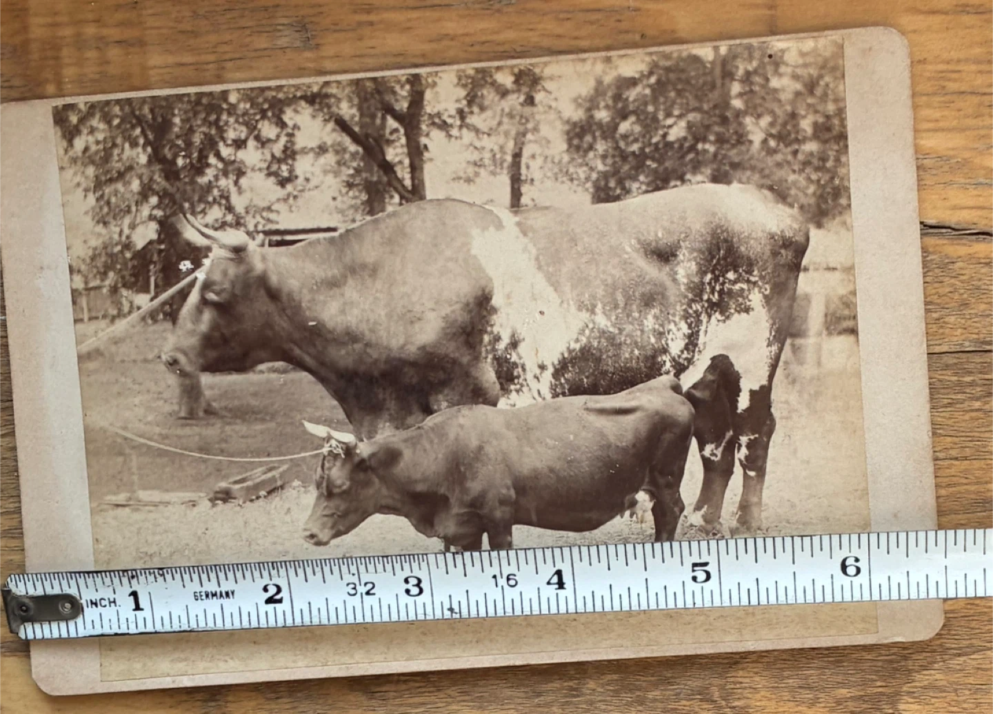 1800s antique photograph Dexter miniature cow farm livestock - photo 2