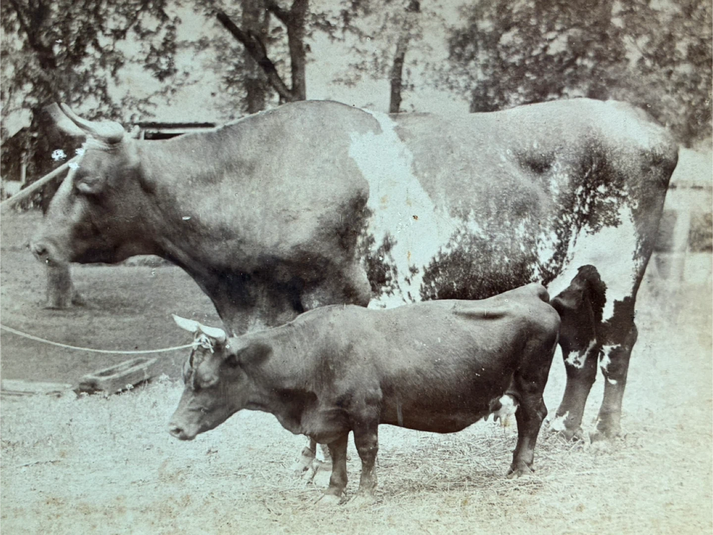 1800s antique photograph Dexter miniature cow farm livestock - photo 5