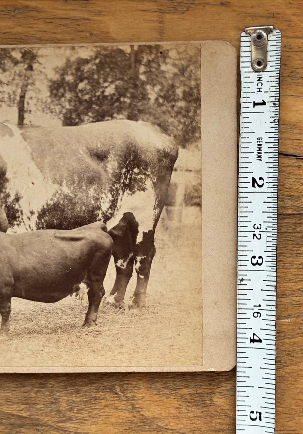 1800s antique photograph Dexter miniature cow farm livestock - photo 3