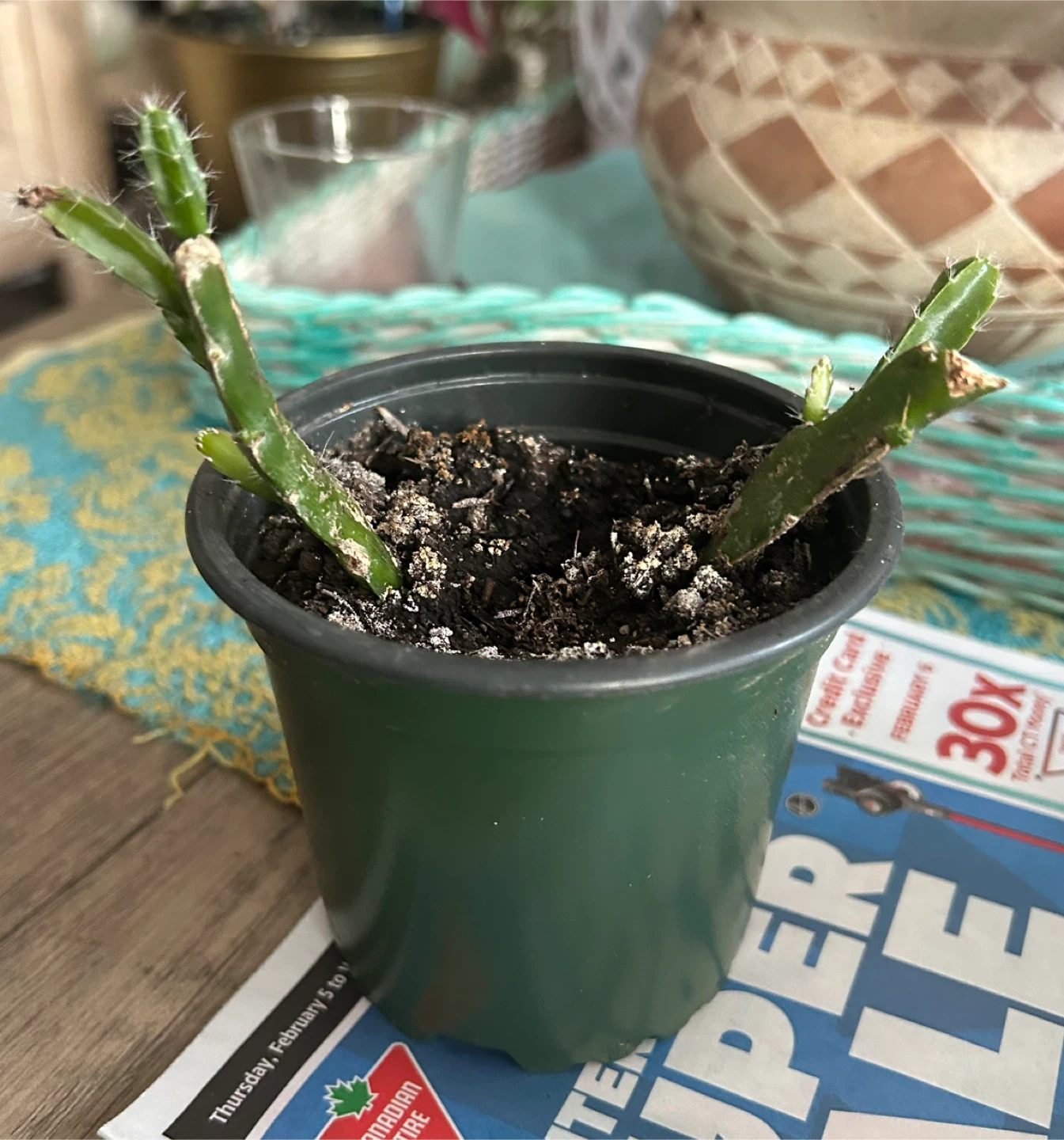 Dragon fruit Cactus Cutting in Pot