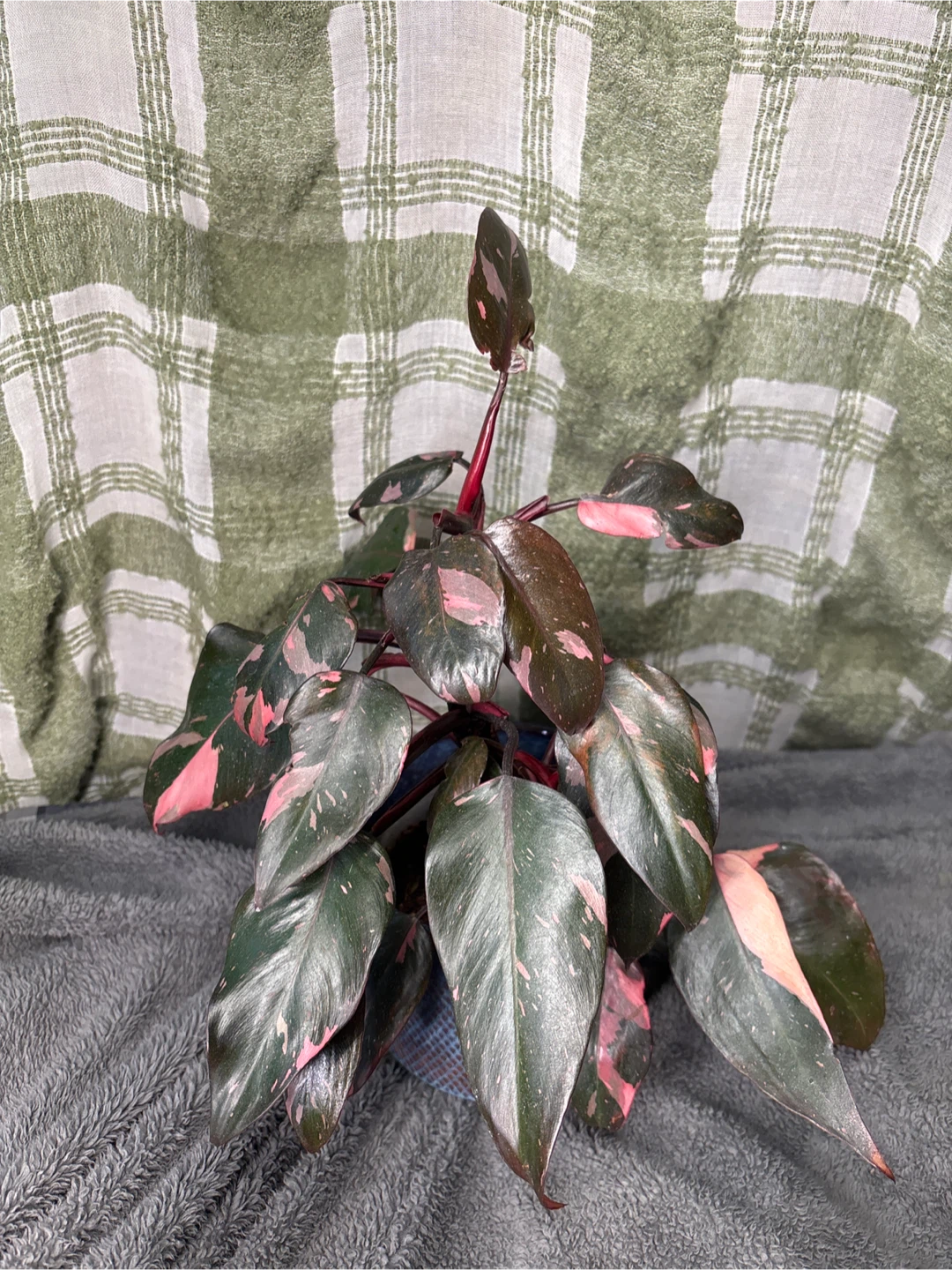 Pink Princess Philodendron Plant “large”