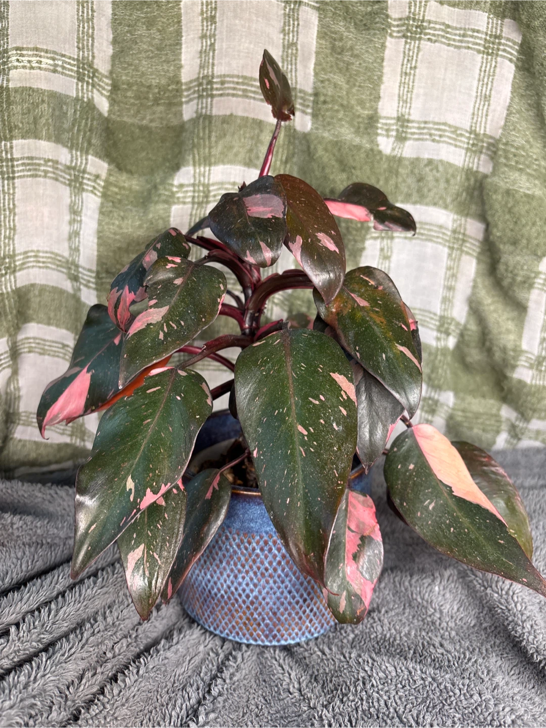 Pink Princess Philodendron Plant “large” - photo 3