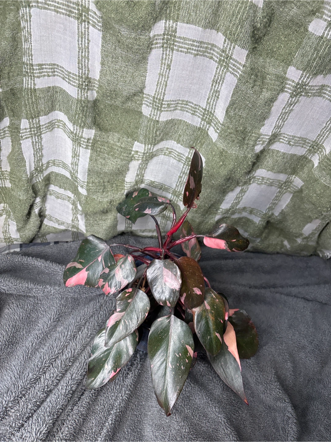Pink Princess Philodendron Plant “large” - photo 2