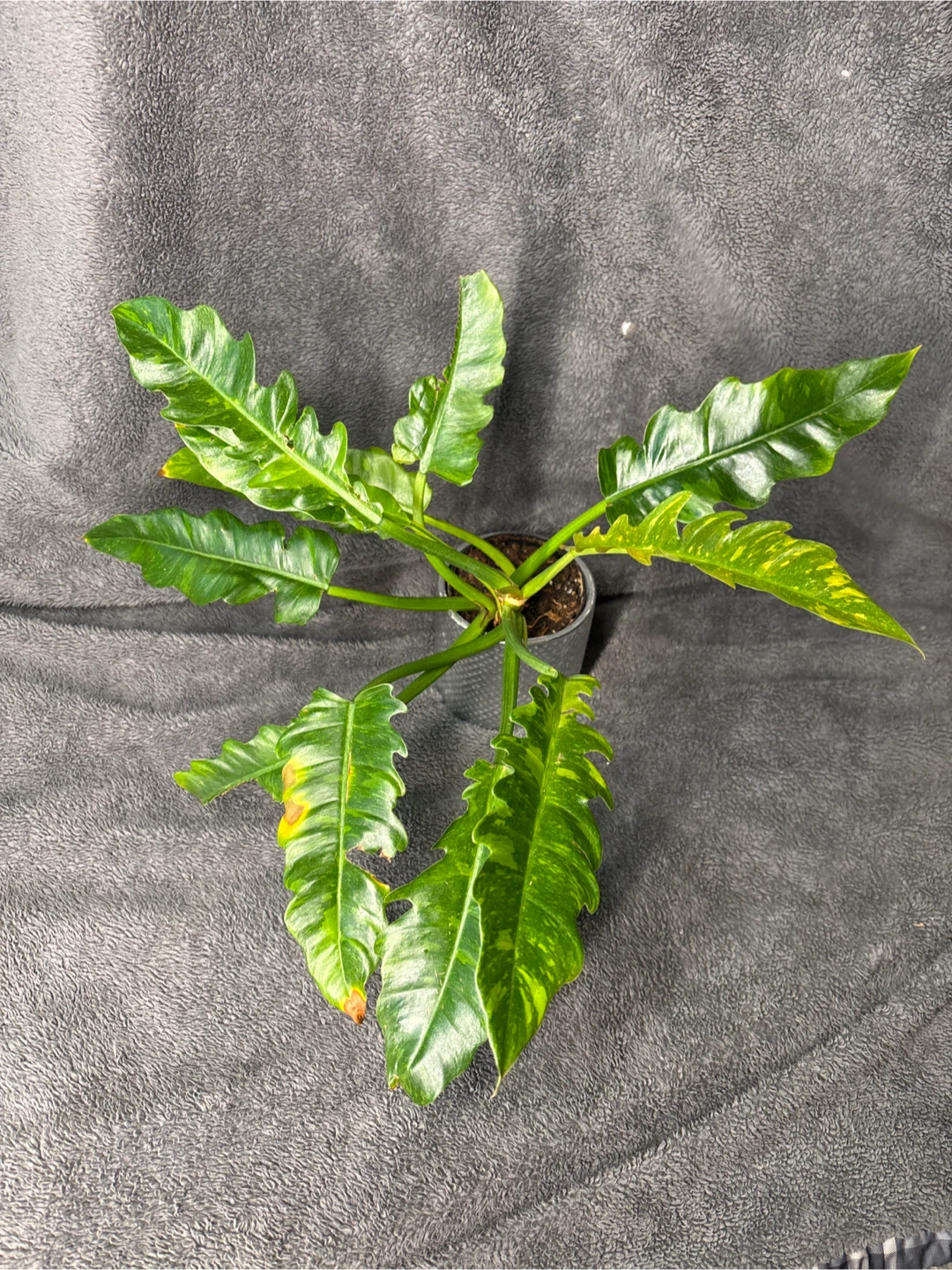 Philodendron 'Ring of Fire' Plant