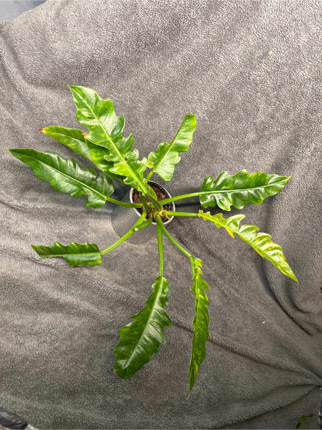 Philodendron 'Ring of Fire' Plant - photo 3