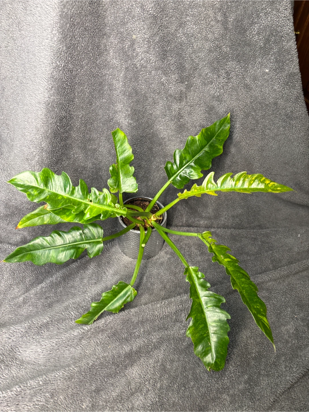 Philodendron 'Ring of Fire' Plant - photo 2