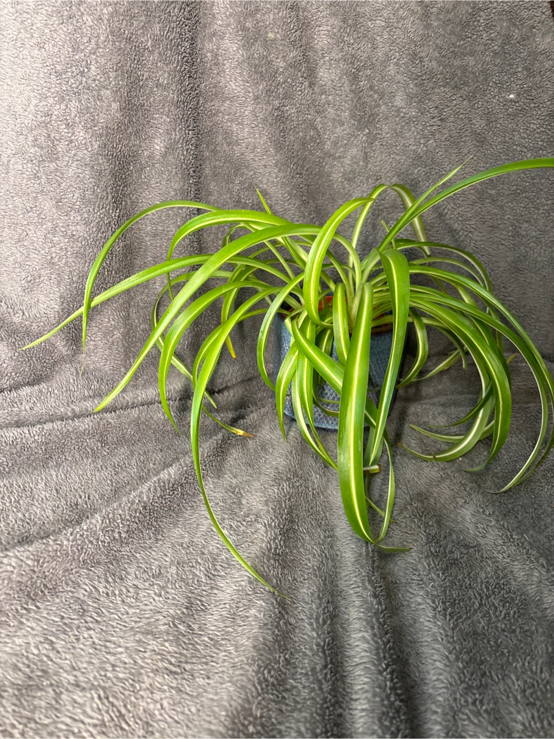 Curly Sue Spider Plant in Blue Planter - photo 2
