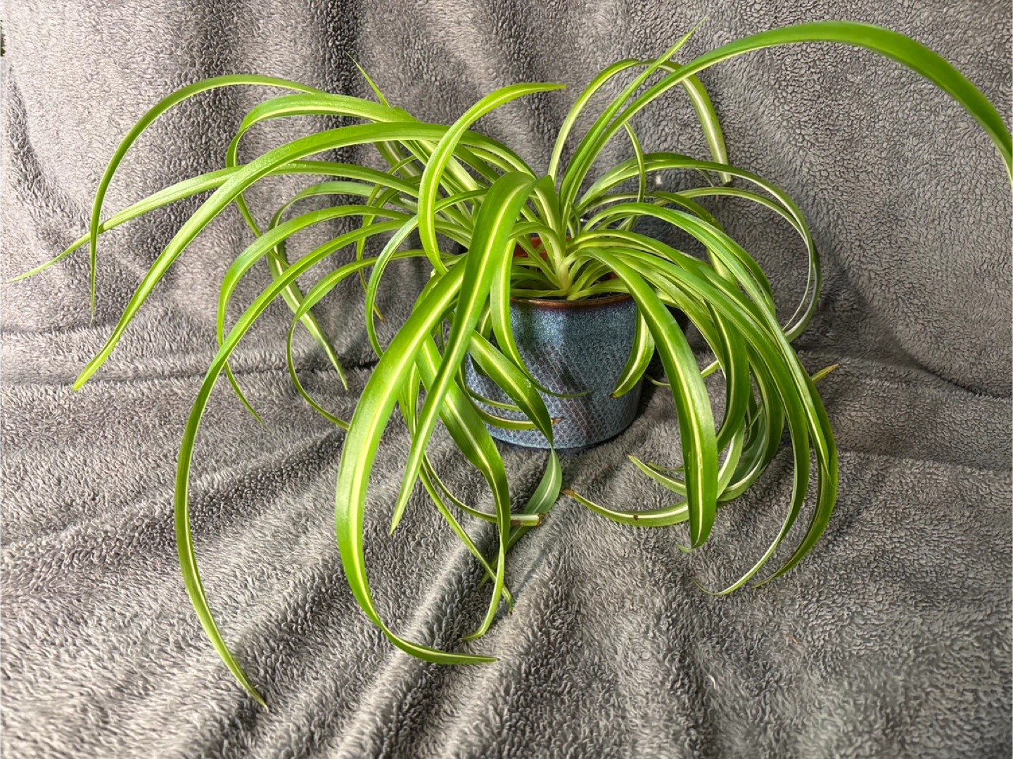 Curly Sue Spider Plant in Blue Planter