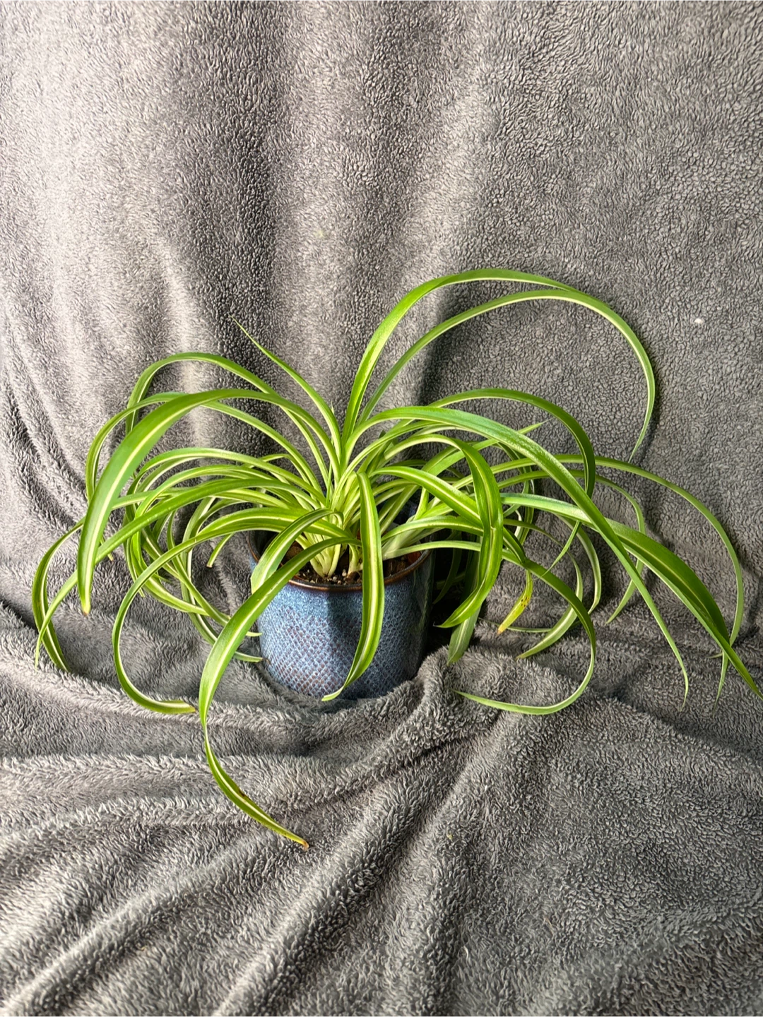Curly Sue Spider Plant in Blue Planter - photo 3