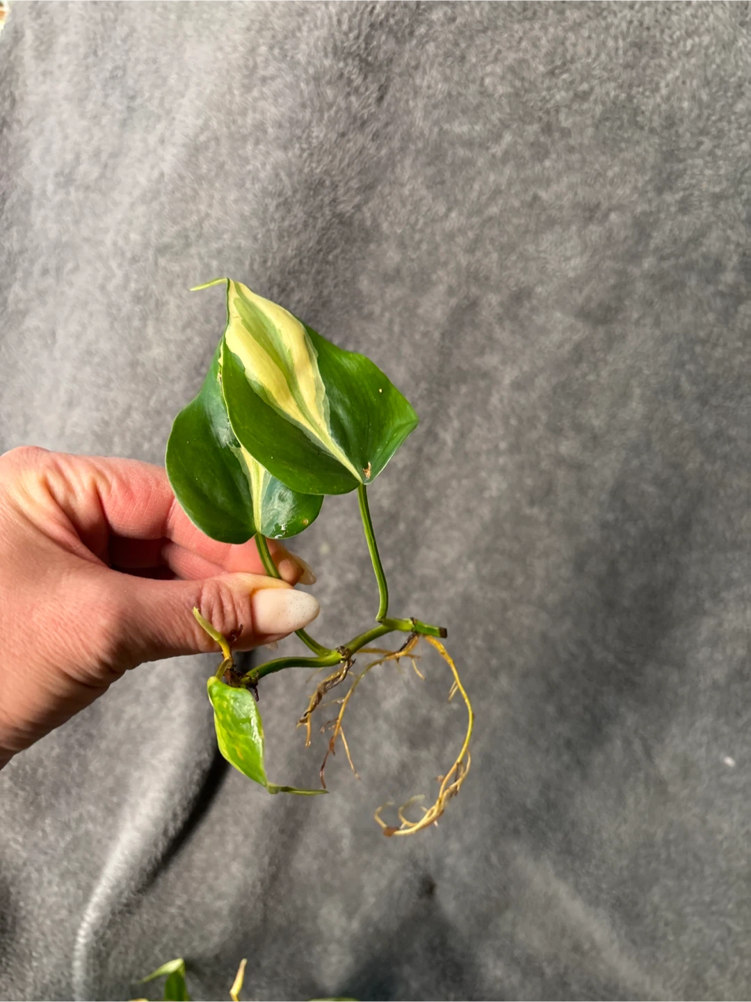 Philodendron silver stripe rooted Plant Cutting - photo 2