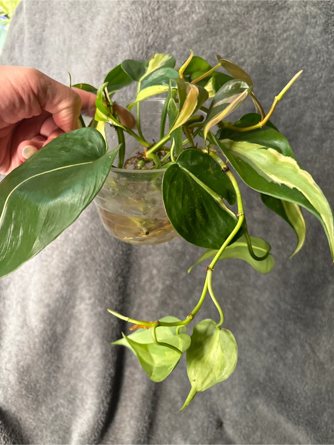 Philodendron silver stripe rooted Plant Cutting - photo 3